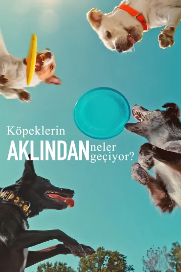 Köpeklerin Aklından Neler Geçiyor? izle